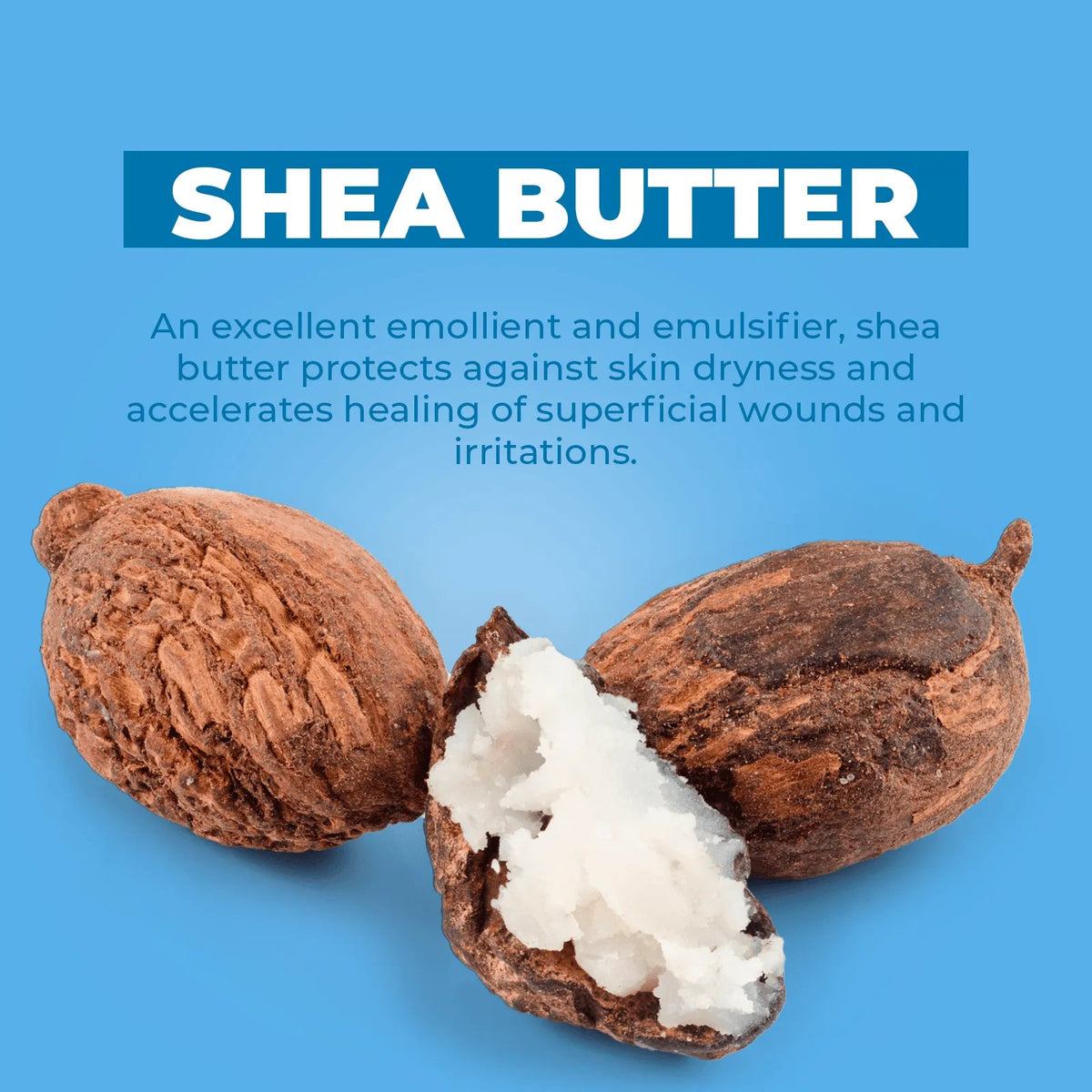 Raw shea butter nuts with white creamy extract against a blue background, highlighting natural skincare ingredients.