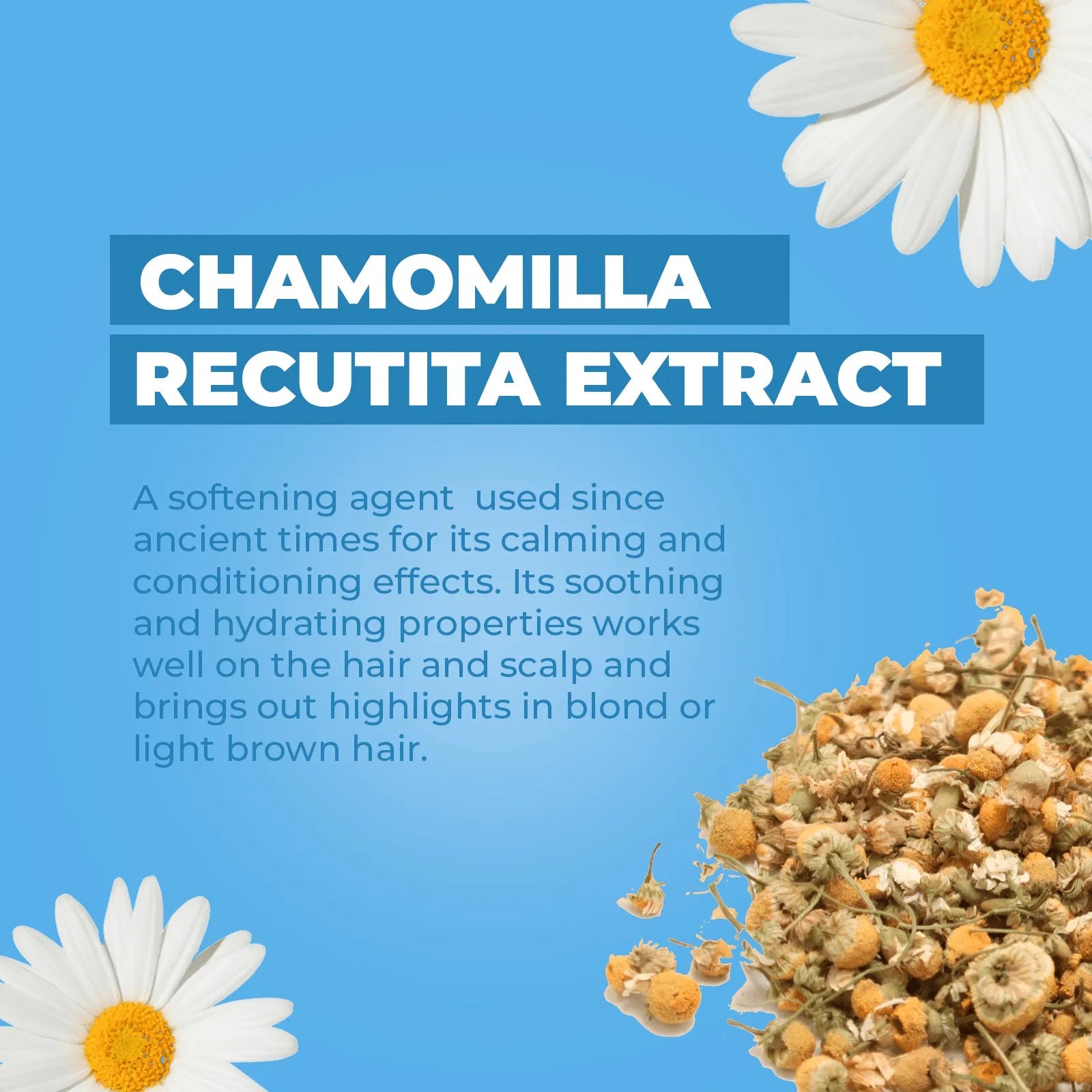 Chamomile flowers and dried buds on a light blue background with text explaining the benefits of Chamomilla Recutita extract.