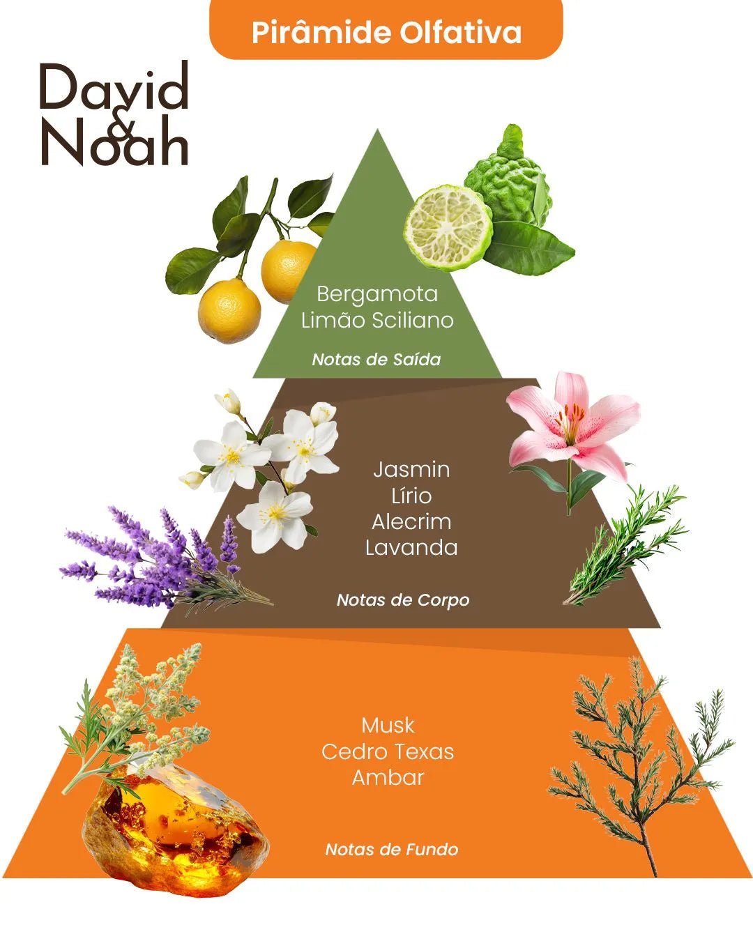 Olfactory pyramid infographic for David & Noah perfume showing bergamot, floral, and musk scent notes on a colorful triangle.