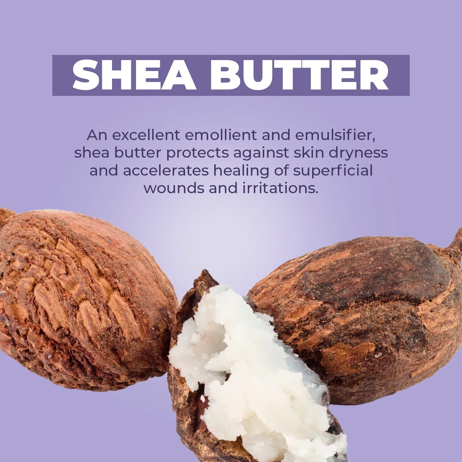 Shea butter nuts with white creamy extract against a soft purple background with text about skin benefits.