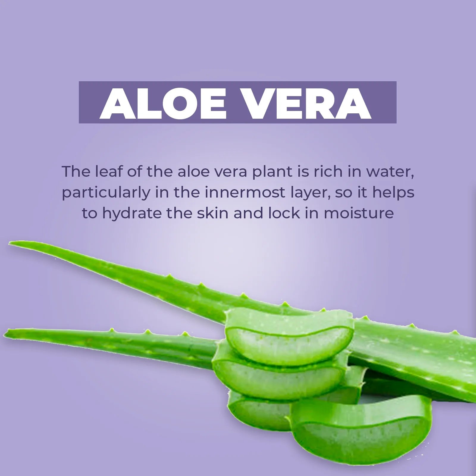 Fresh green aloe vera leaves and slices against a soft purple background with text explaining its hydrating benefits.