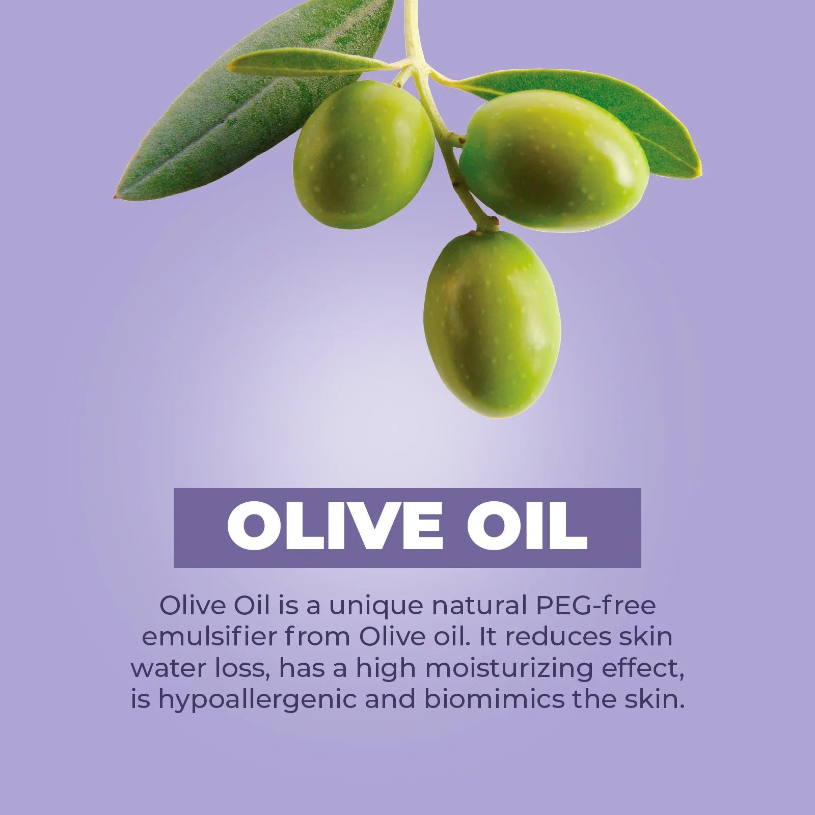 Three fresh green olives on a branch against a soft purple background with the text Olive Oil and its skin benefits.