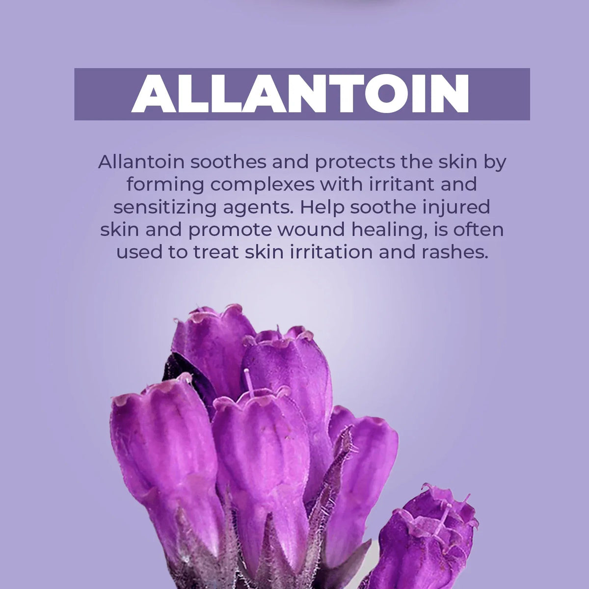 Allantoin ingredient card with purple background, white text, and a cluster of vibrant purple bell-shaped flowers.