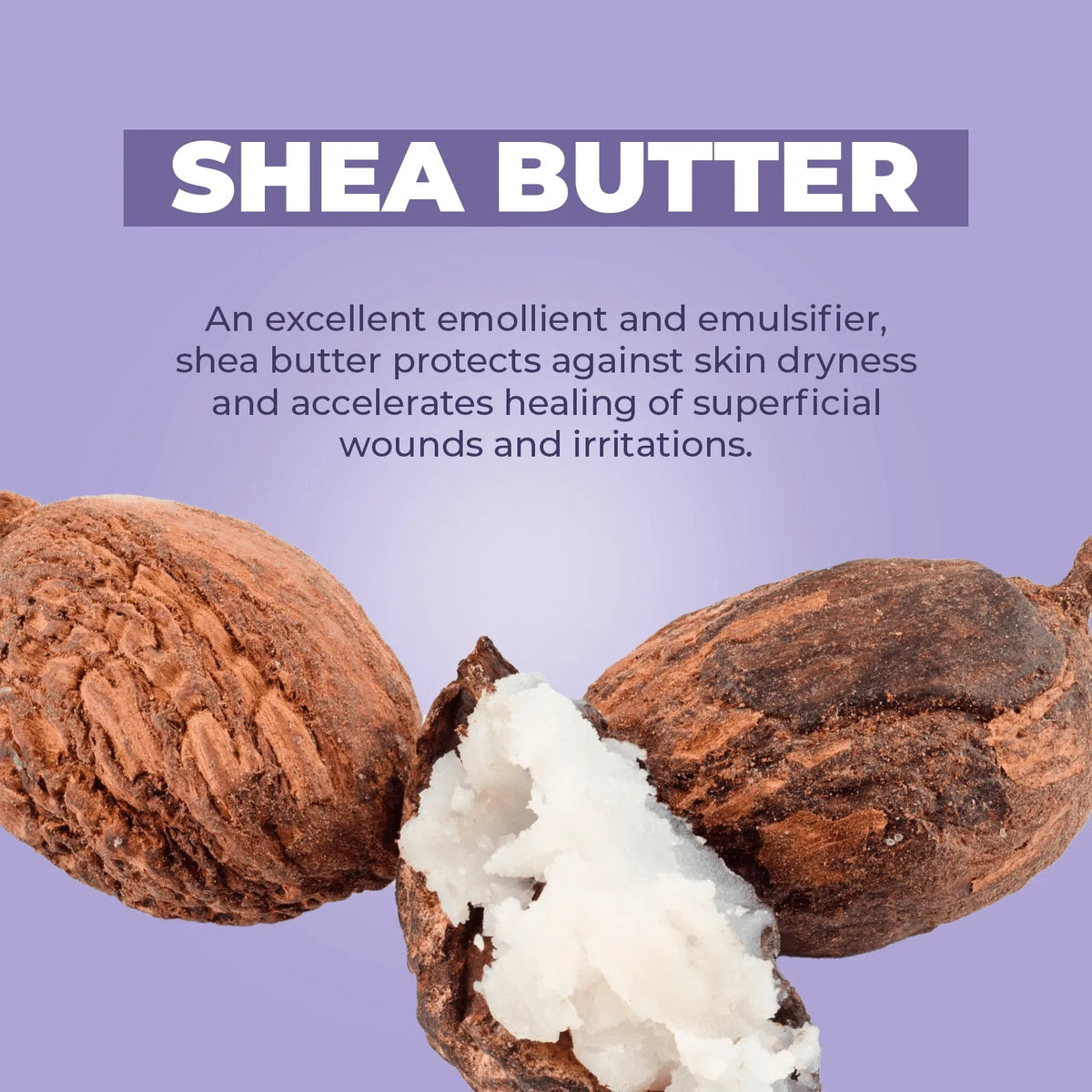 Raw shea butter nuts with white cream on a soft lavender background with text about skincare benefits.