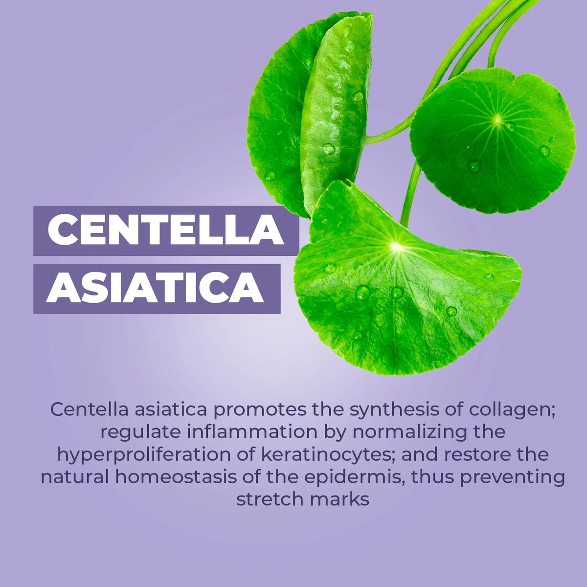 Fresh green Centella Asiatica leaves on a soft purple background with text explaining skin benefits for postpartum care.